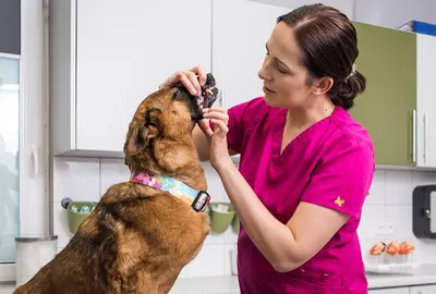 Boliłapka Centrum Weterynaryjne